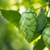 BELMA® HOPS, YOUR NEW FAVORITE Image